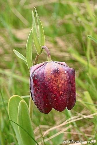 Fritillaria macedonica