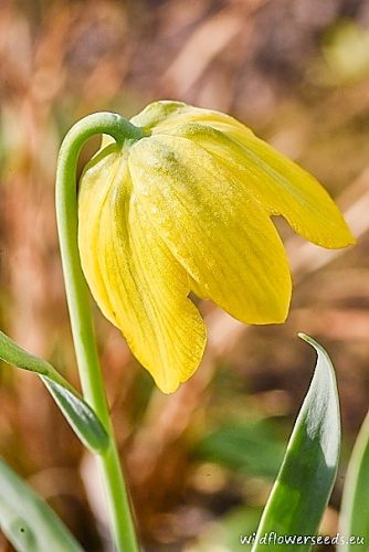 Fritillaria phitosia