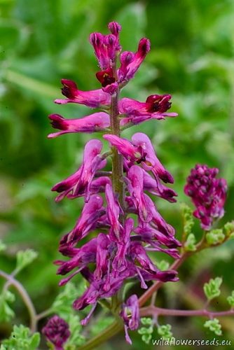 Fumaria officinalis