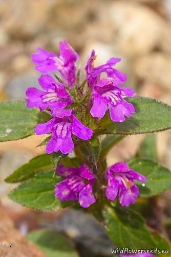 Galeopsis ladanum