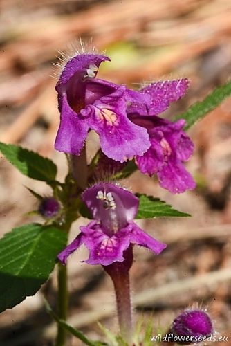 Galeopsis pubescens