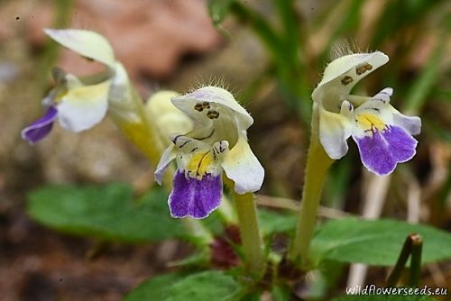 Galeopsis speciosa