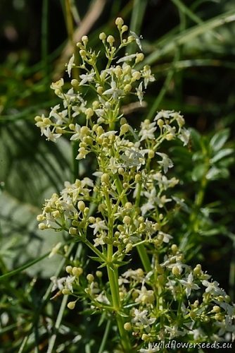 Galium album