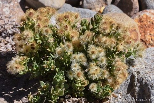 Galium gilliesii