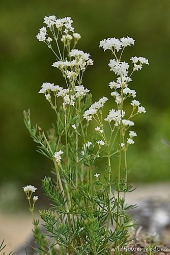 Galium glaucum