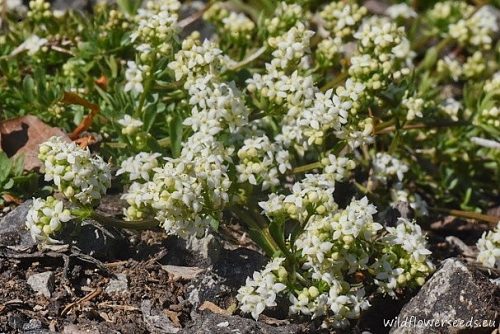 Galium saxatile