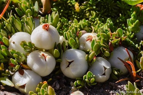 Gaultheria caespitosa