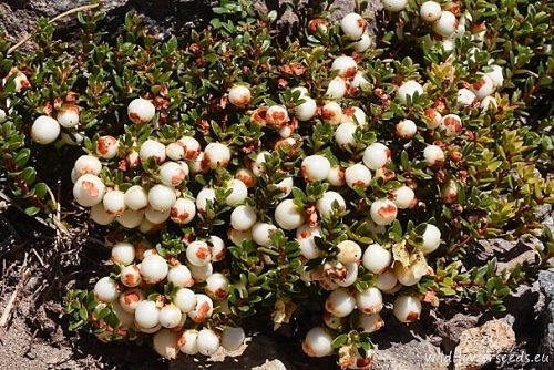Gaultheria pumila