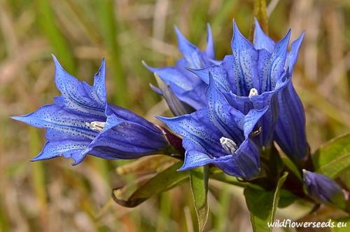 Gentiana asclepiadea