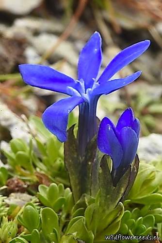 Gentiana bavarica var. subacaulis