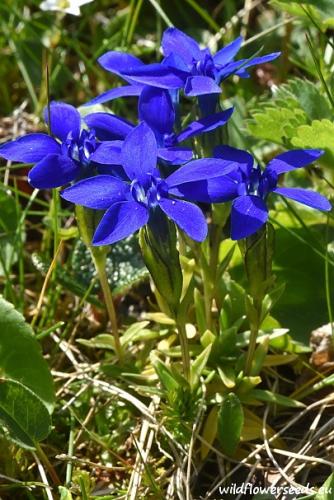 Gentiana pumila