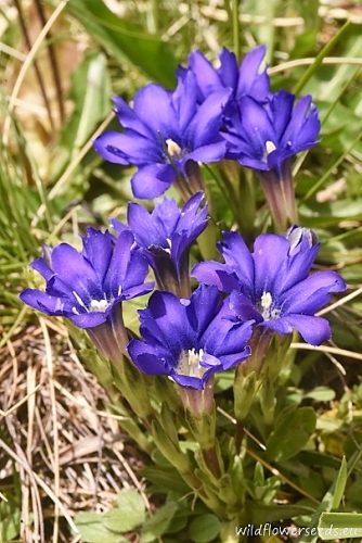 Gentiana pyrenaica