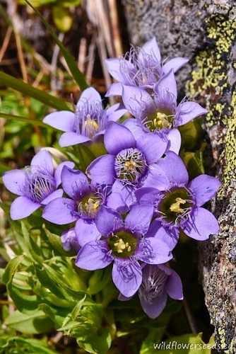 Gentianella bulgarica