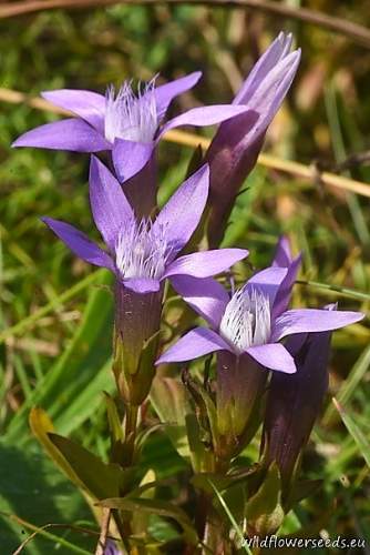 Gentianella obtusifolia subsp. sturmiana