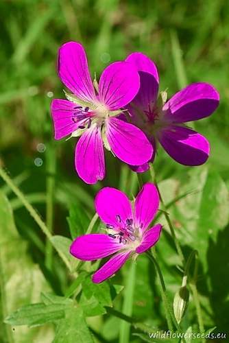 Geranium palustre