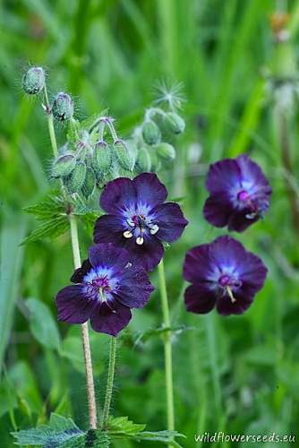 Geranium phaeum