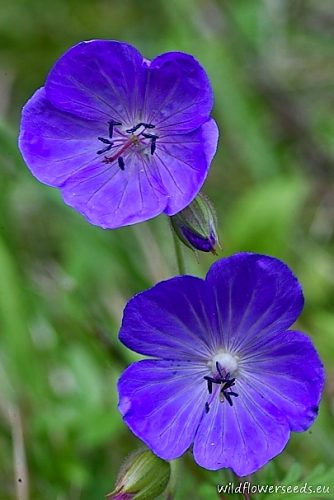 Geranium pratense