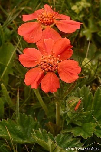 Geum coccineum