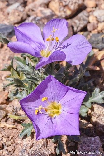 Gilia foetida