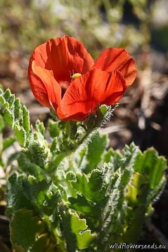 Glaucium corniculatum