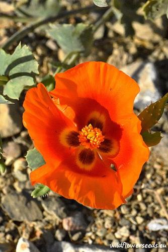 Glaucium leiocarpum