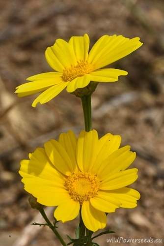 Glebionis coronaria