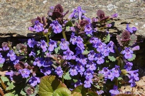 Glechoma hederacea