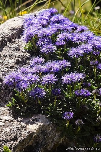 Globularia meridionalis