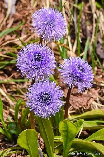Globularia nudicaulis