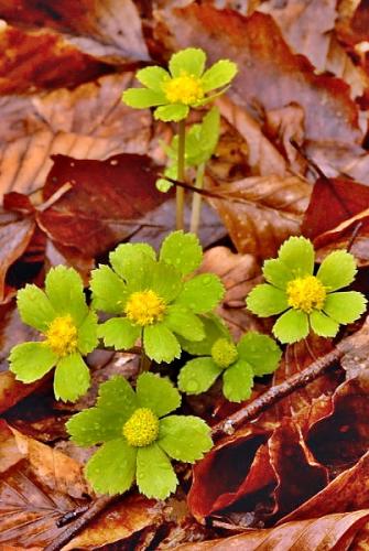 Hacquetia epipactis