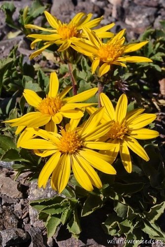Haplopappus diplopappus subsp. villosus