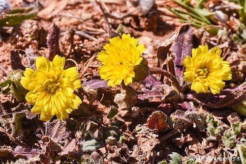 Hedypnois rhagadioloides