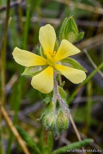 Helianthemum salicifolium