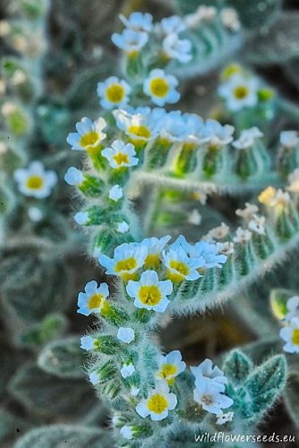 Heliotropium hirsutissimum