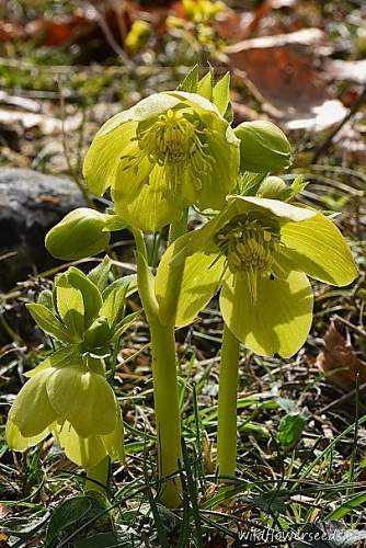 Helleborus odorus