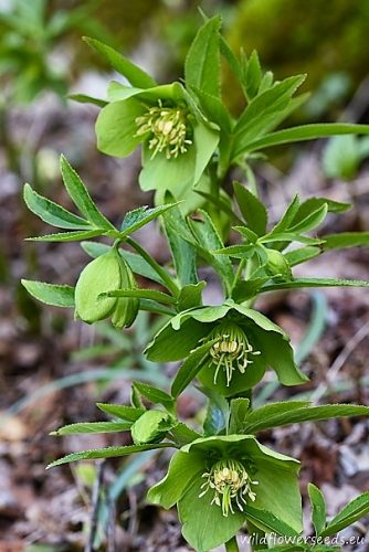 Helleborus viridis