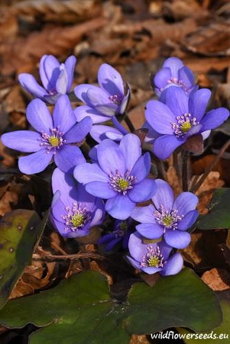 Hepatica nobilis