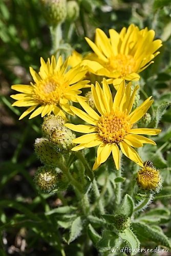 Heterotheca villosa