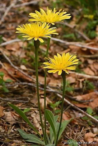Leontodon incanus