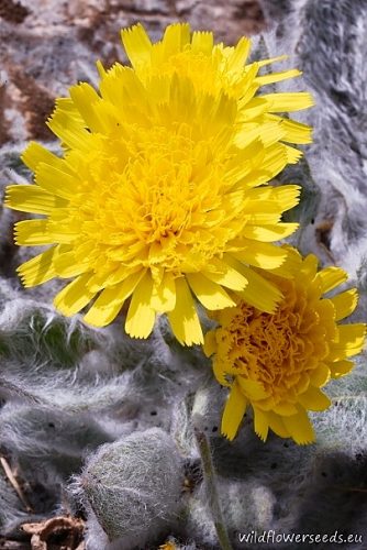Hieracium pannosum