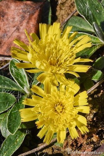 Hieracium pilosella