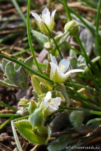 Holosteum umbellatum