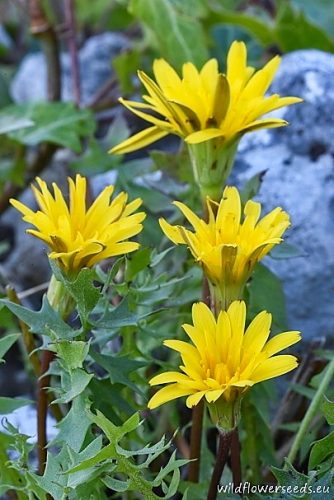 Hyoseris radiata