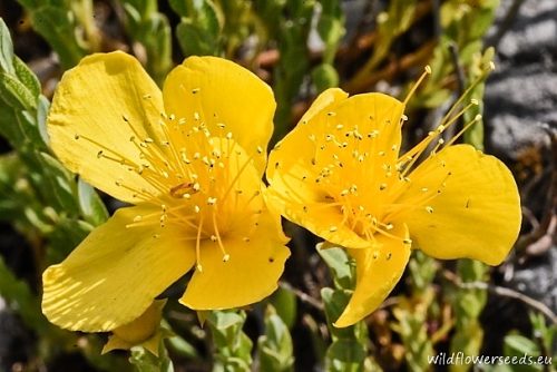 Hypericum olympicum