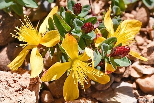 Hypericum trichocaulon