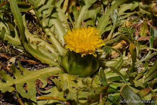 Hypochaeris acaulis