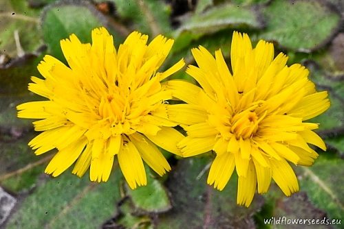 Hypochaeris radicata