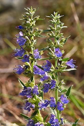 Hyssopus officinalis