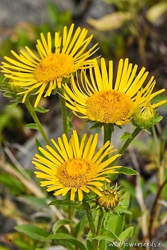 Inula britannica