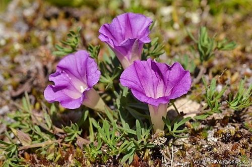 Ipomoea plummerae